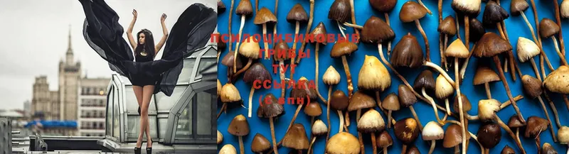 Псилоцибиновые грибы Magic Shrooms  сколько стоит  Зерноград 